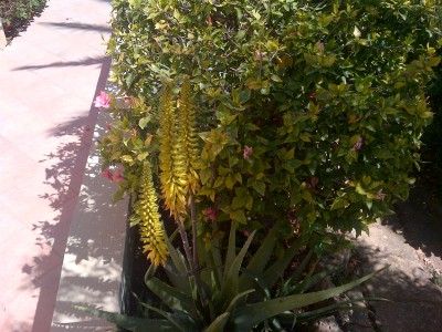 Aloe.jpg