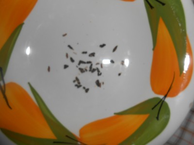 DSCN1563.JPG