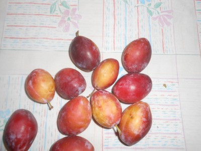 prugna vacca zabeo 11 8 2016.JPG
