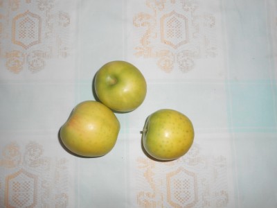 mela renetta varda.JPG