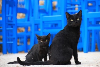 gatto.jpg