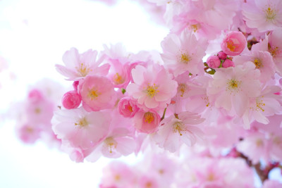 fiori.jpg